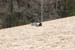 Dune_du-Pyla
