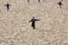 Dune_du-Pyla